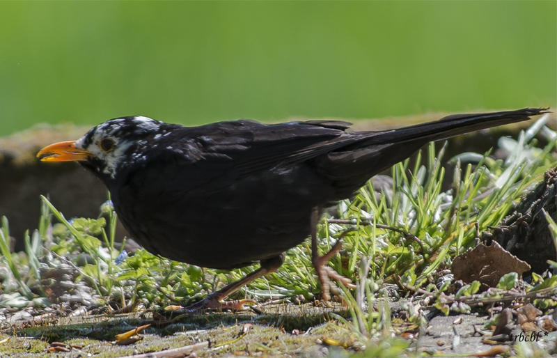 Merlo (Turdus merula) parzialmente leucistico